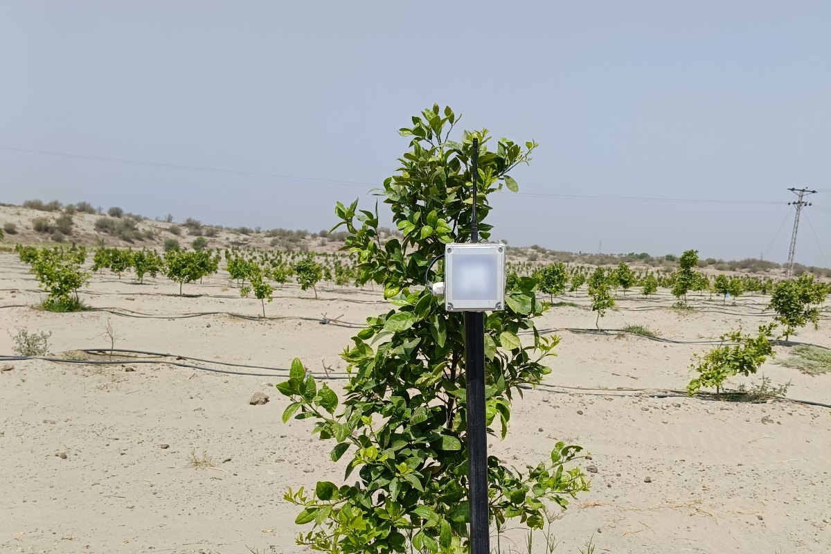 Company Overview WaterSense soil moisture node mounted beside a young citrus tree in a drip irrigated orchard on sandy soil