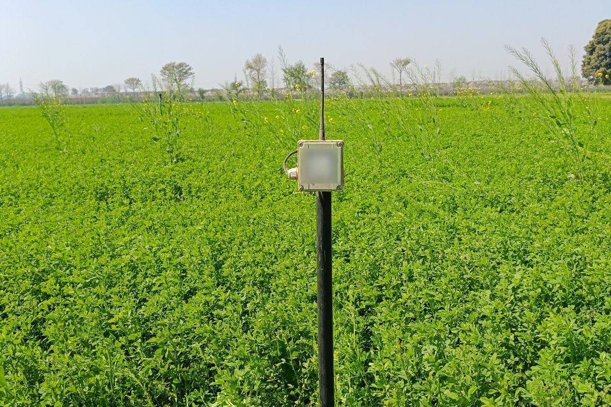 WaterSense soil moisture node on a mast in a green fodder field in Punjab under a clear sky