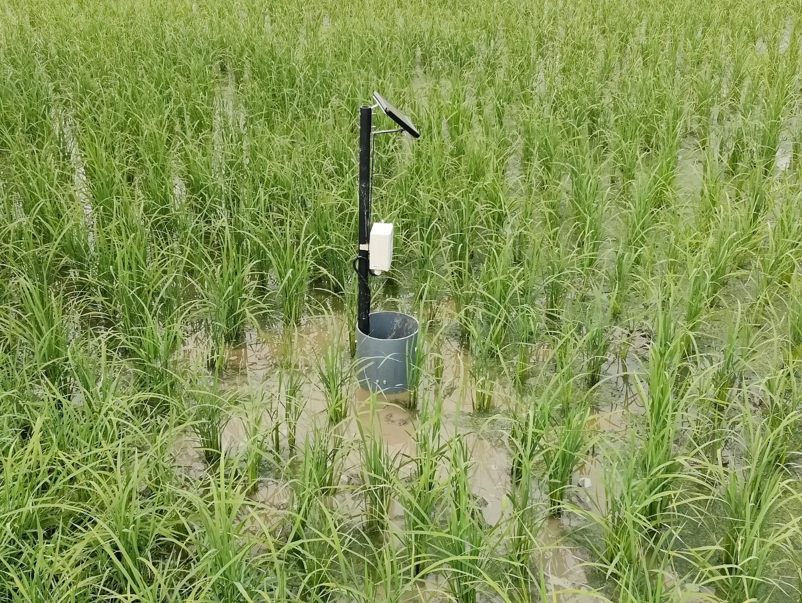 Home Smart AWD tube installed in a paddy field