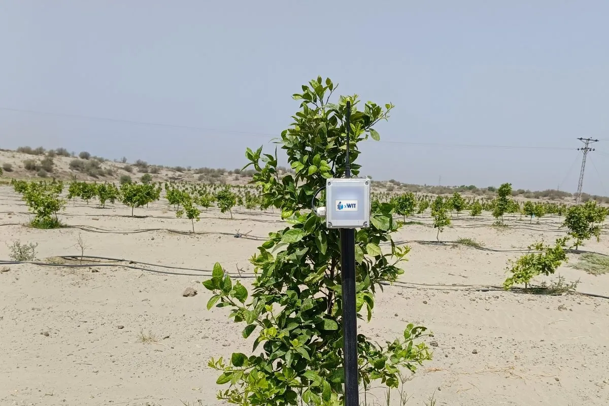 WaterSense node in a drip irrigated citrus orchard