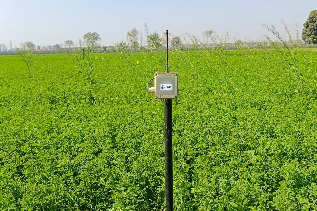 Home xWIT soil moisture sensor in a green fodder field in Punjab