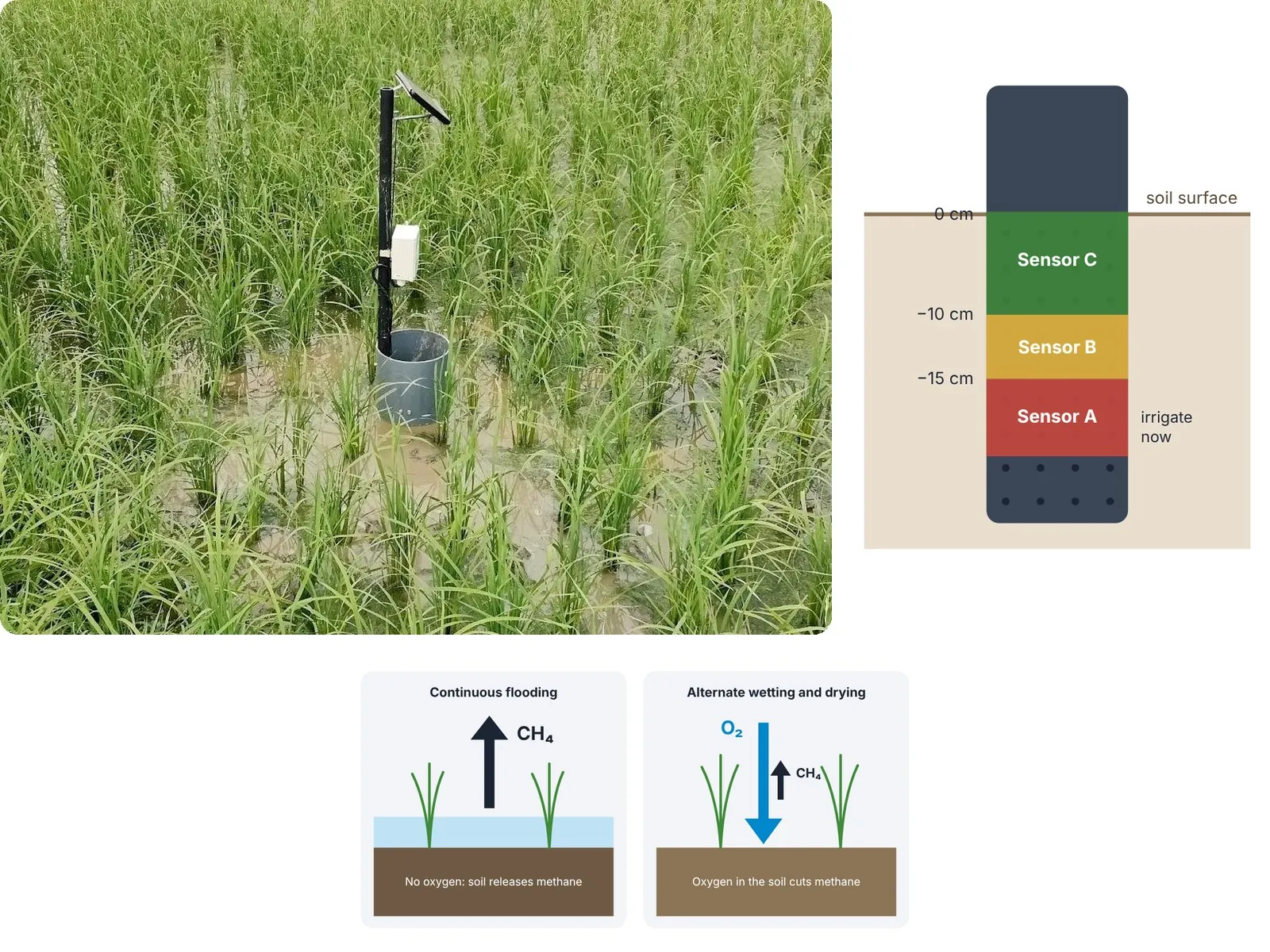Services SmartAWD tube in a rice paddy, its three sensing levels, and how AWD cuts methane